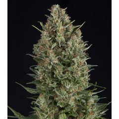 Northern Lights CBD, Фасовка: 3+1