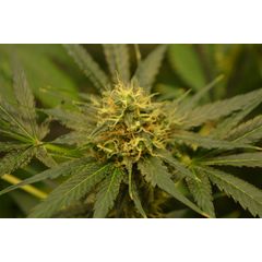 Jamaican Star, Фасовка: 5