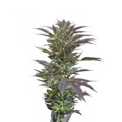 Cream Caramel Auto, Фасовка: 5+2