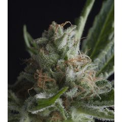 Shark CBD, Фасовка: 3+1