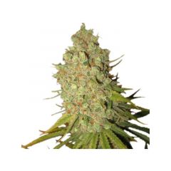 Bubble Kush Auto, Фасовка: 3