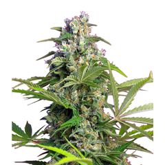 Gorilla Girl, Фасовка: 3+1