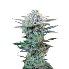 + Speed Auto, Фасовка: 3+1