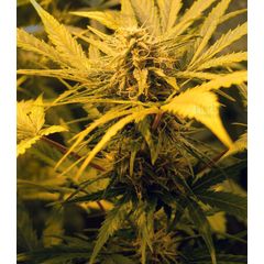 Skunk #1 Auto, Фасовка: 5