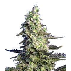 Green Poison XL Auto, Фасовка: 3+1