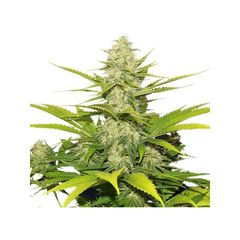 Skunk XL, Фасовка: 3