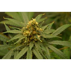 Kingstone, Фасовка: 5