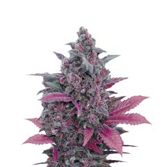 Dark Devil Auto, Фасовка: 3+1