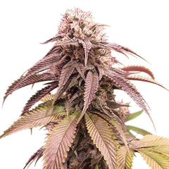 Strawberry Cookies, Фасовка: 3