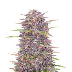 Banana Purple Punch Auto, Фасовка: 5