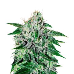 Critical Jack Herer, Фасовка: 3+2