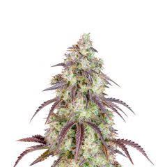 Lemon Pie Auto, Фасовка: 1