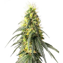 Moby Dick, Фасовка: 3