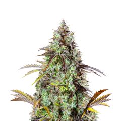 Original Auto Big Bud, Фасовка: 3