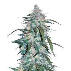 Pineapple Express Auto, Фасовка: 1