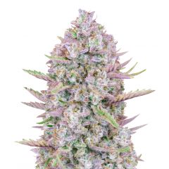 Purple Punch Auto, Фасовка: 1