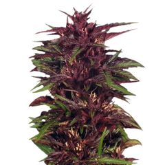 Twilight, Фасовка: 3