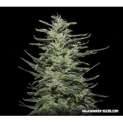 Amnesia Molotov, Фасовка: 5