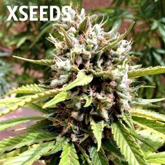 Auto Blueberry (X), Фасовка: 5