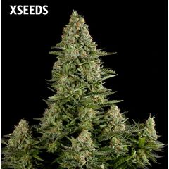 White Widow (X Seeds), Фасовка: 5