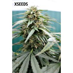 X-120 SuperAuto, Фасовка: 5