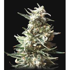 Bruce Banner Auto, Фасовка: 1