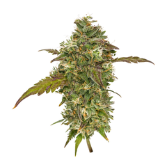 Candy House, Фасовка: 3