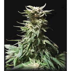 Do-Si-Dos, Фасовка: 3