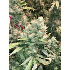 Skywalker Shatter Auto, Фасовка: 3