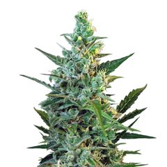 Sweet Skunk Auto, Фасовка: 3+1