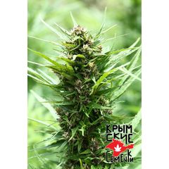 Ak Peace Auto, Фасовка: 10