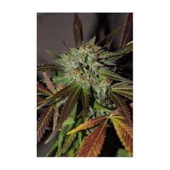 Karel’s Herer Haze, Фасовка: 5