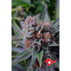 Bubblegum Blue, Фасовка: 5