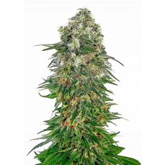 Auto Big Bud, Фасовка: 10+5