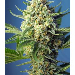 S.A.D. Sweet Afgani Delicious Auto, Фасовка: 3+1