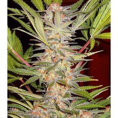 S.A.D. Sweet Afgani Delicious S1, Фасовка: 3+1