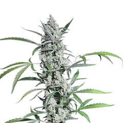 Fat Pete’s Cookies Auto, Фасовка: 5