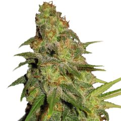 Auto Super Skunk genetics, Фасовка: 3+1