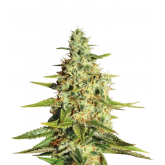 Acapulco Gold, Фасовка: 3