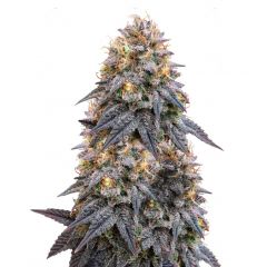 Biscotti Mintz, Фасовка: 3