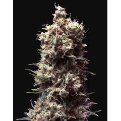 Tropicana Cookies Auto, Фасовка: 1