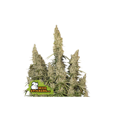 White Widow Auto, Фасовка: 3