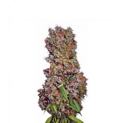 Afrodite, Фасовка: 3