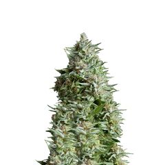 Alpujarrena, Фасовка: 3+1