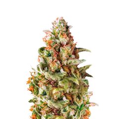 American Pie, Фасовка: 5+2