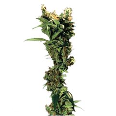 Arjan's Strawberry Haze, Фасовка: 3