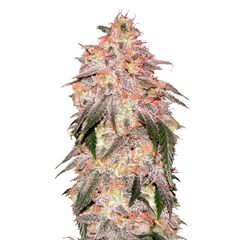 Aurora Indica, Фасовка: 5