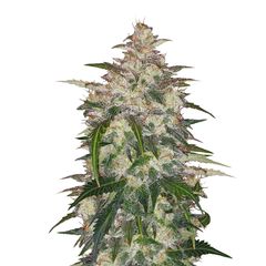 Anubis Auto, Фасовка: 3+1