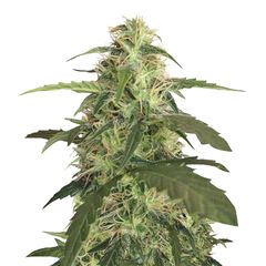 Blue Pyramid Auto, Фасовка: 3+1