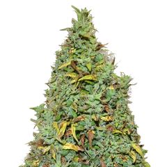 Nefertiti Auto, Фасовка: 3+1